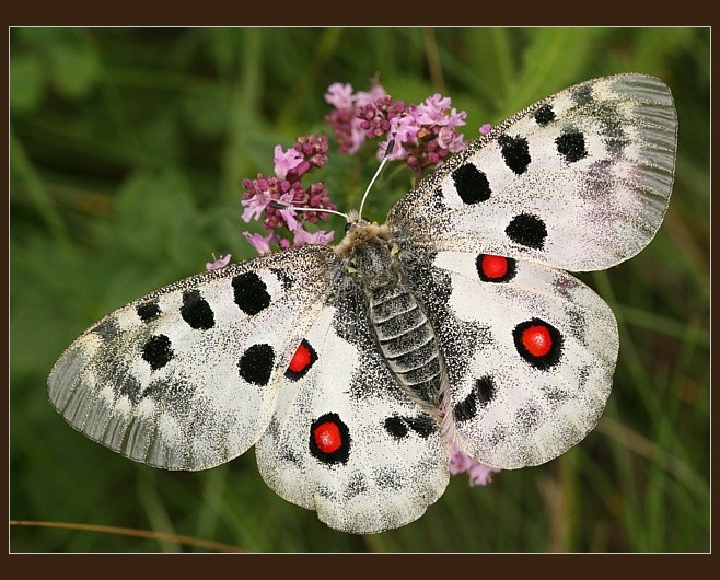 Parnassius apollo