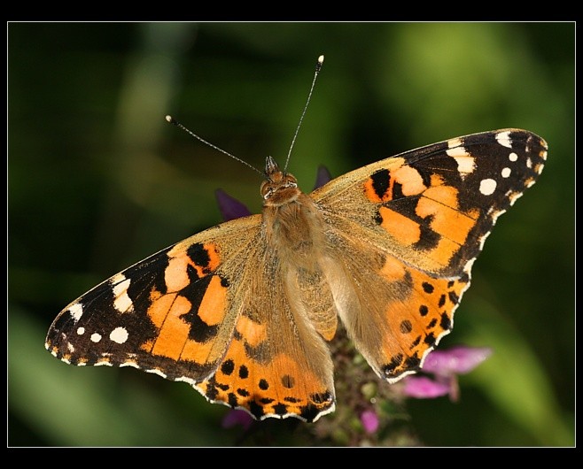 Vanessa cardui